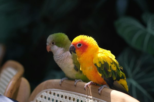 Comment aider mon chien à surmonter sa peur des étrangers lors des promenades ?