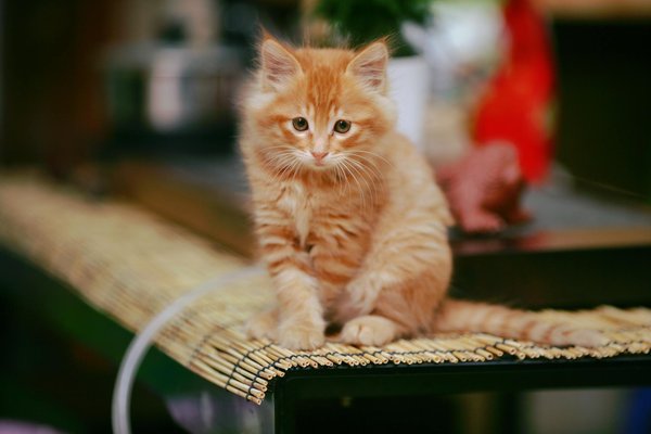 Entretien chèvre : conseils pour une vie harmonieuse à la ferme