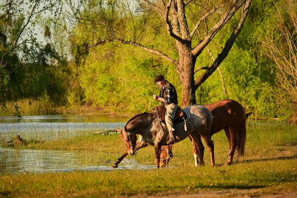 Découvrez la collection unique de tableaux chevaux d'alessio cacciatore